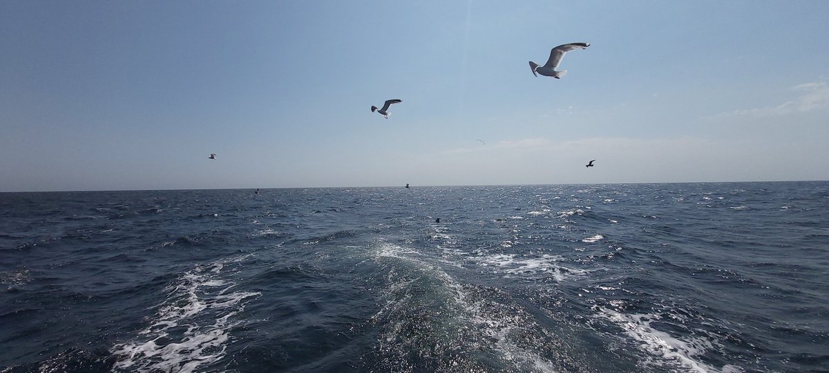 Paul Eele (@pauleele) on Twitter photo Another mind-blowing day with <a href="/OrioleBirding/">Oriole Birding</a> in the waters south of Scilly.
37! Wilsons petrels, 80 euro storm petrels, 350 Cory's + 130 great, 5 sooty, 500 Manx shearwaters, long tailed skua & yellow legged gull. Another mind-blowing day with <a href="/OrioleBirding/">Oriole Birding</a> in the waters south of Scilly.
37! Wilsons petrels, 80 euro storm petrels, 350 Cory's + 130 great, 5 sooty, 500 Manx shearwaters, long tailed skua & yellow legged gull.