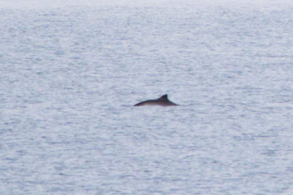Great day out doing the return trip to Tiree with <a href="/CalMacFerries/">CalMac Ferries</a> to see some wildlife. Common dolphins, plenty of birds, and lots of harbour porpoises. Including one with a fairly distinctive fin! I'll be doing this again for sure.