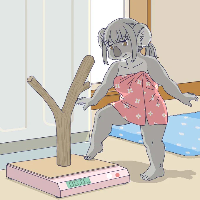 体重を計るコアラ 