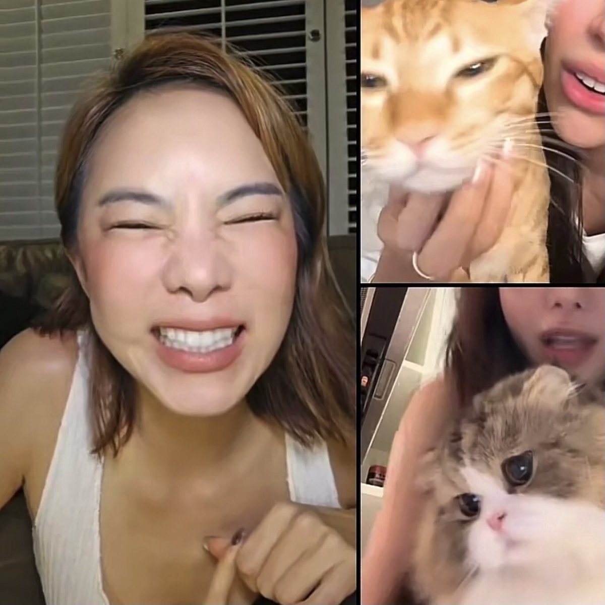 _oncloudnine_s's tweet image. รูปนี้มีแมวเหมียวกี่ก้อนเอ่ยย? (10คะแนน)
#crishorwang 🐱🤍