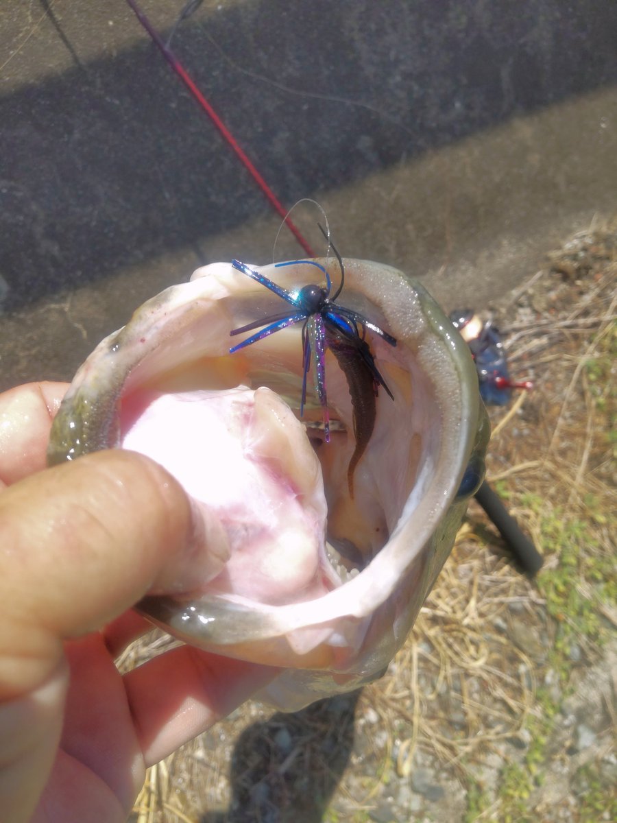 Stallion4829's tweet photo. 孫がKugiラバ1/20oz+レッドビーで40オーバー、じいじがKugiラバ1/32oz+ピンテールスティック3で50cm1620g🤣
#Legaredesign
#kugiラバ
#DUEL
#Pazdesign
#ZPI
#TEAMZELOS
#プロアーム40
#ZELOSMCハンドル
#NOIKE
#ピンテールスティック3
#レッドビー
#NOIKEマーケティング https://t.co/wXy2ID4CSs