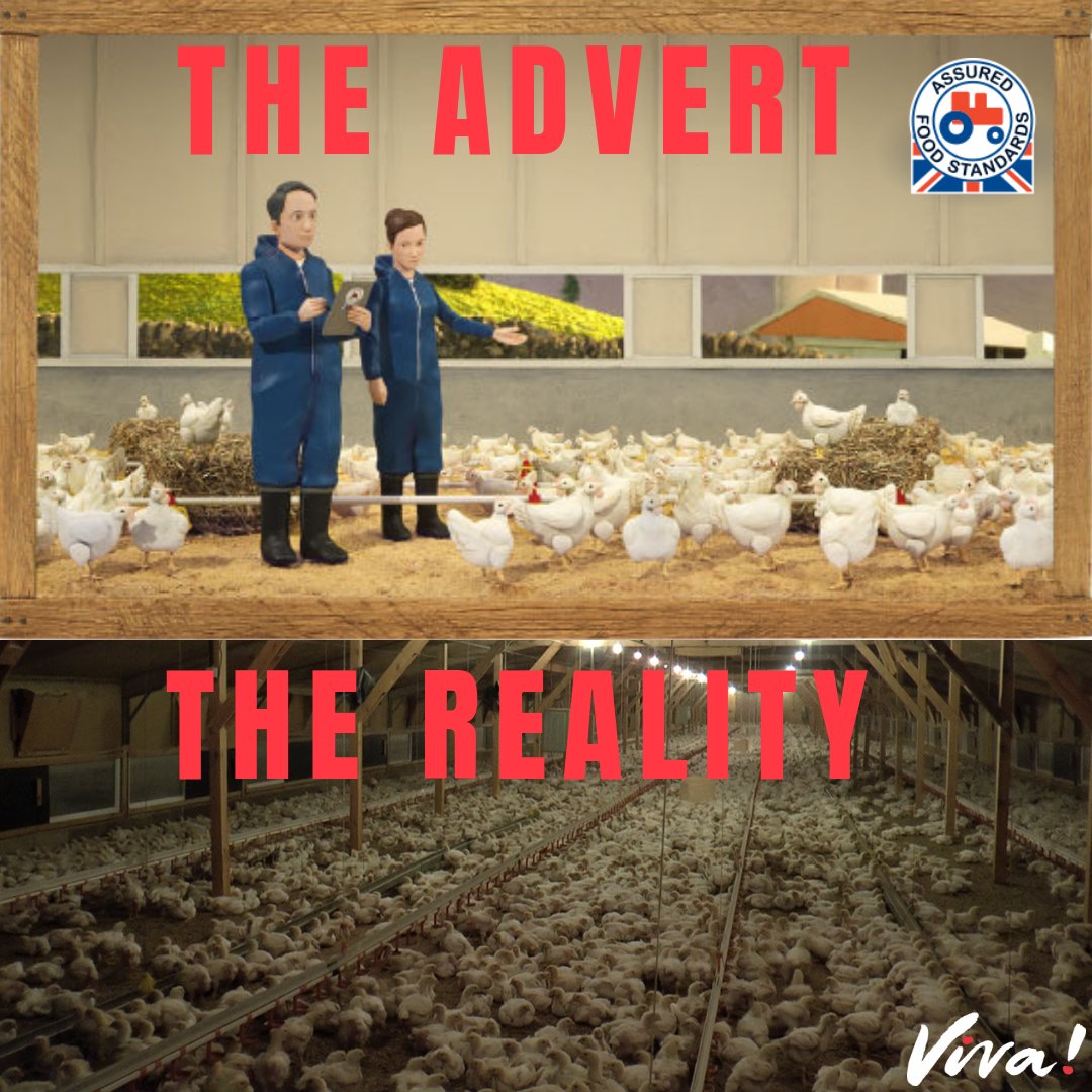 "When Red Tractor's there, your food is farmed with care"

Does this look like 'care' to you? 🧐

#vegan #animalrights #redtractor