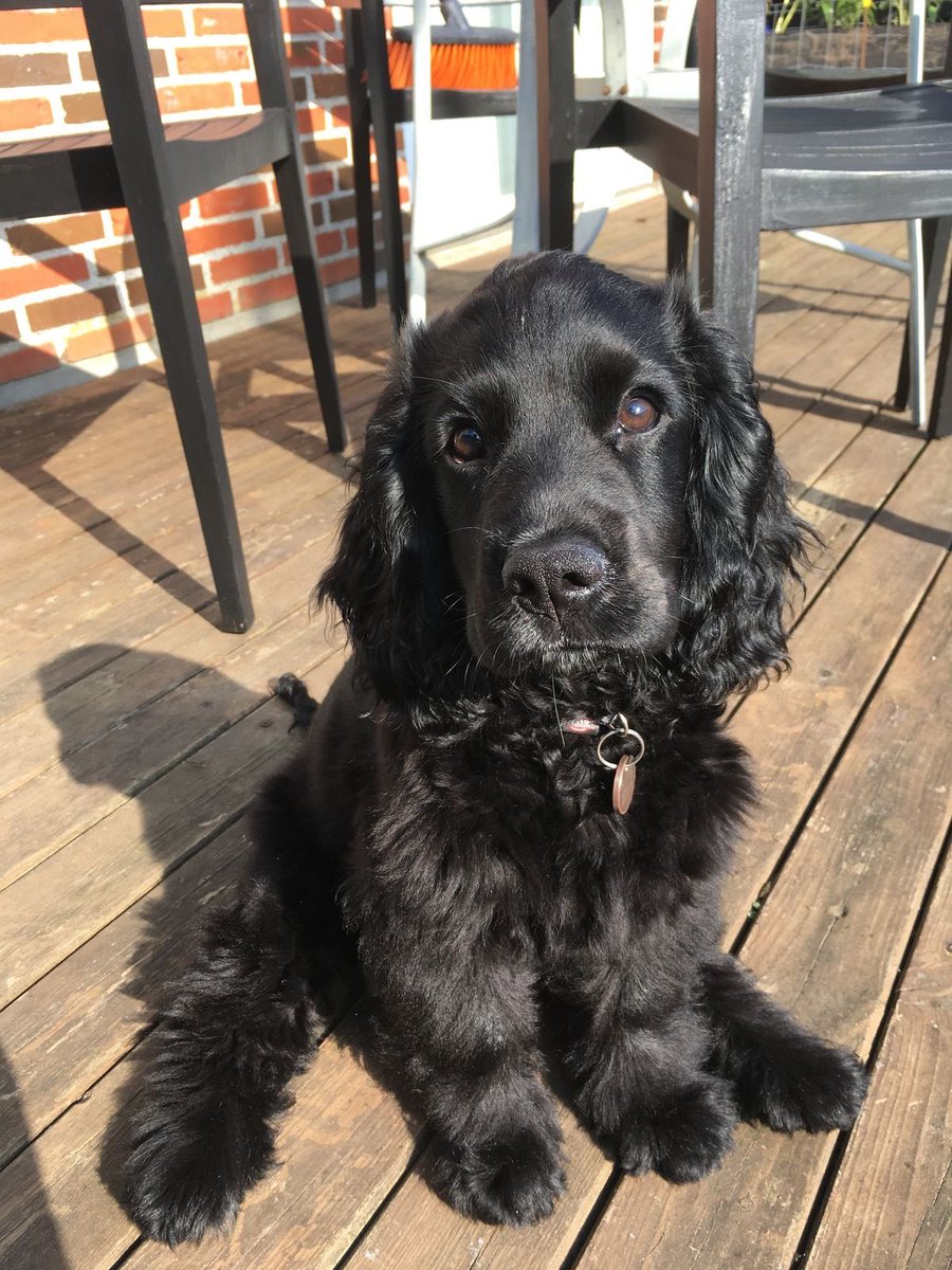 lizzewinter's tweet image. Feliz dia dos pais pra esse cara aqui que conseguiu colocar três bebês em mim e ainda me deixar com vontade de ter mais. Você é o melhor do mundo, amor, e nossos filhos (humanos e peludo) tem muita sorte em ter você. Obrigada por ser esse papai maravilhoso! Amo você!❤️