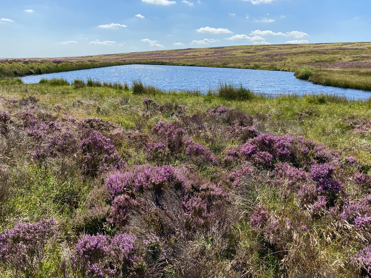 IamHappyHiker's tweet photo. Some random pictures from Rombald’s Moor this afternoon. Heather in full bloom. #somethingnice https://t.co/wnqkPkYTLl