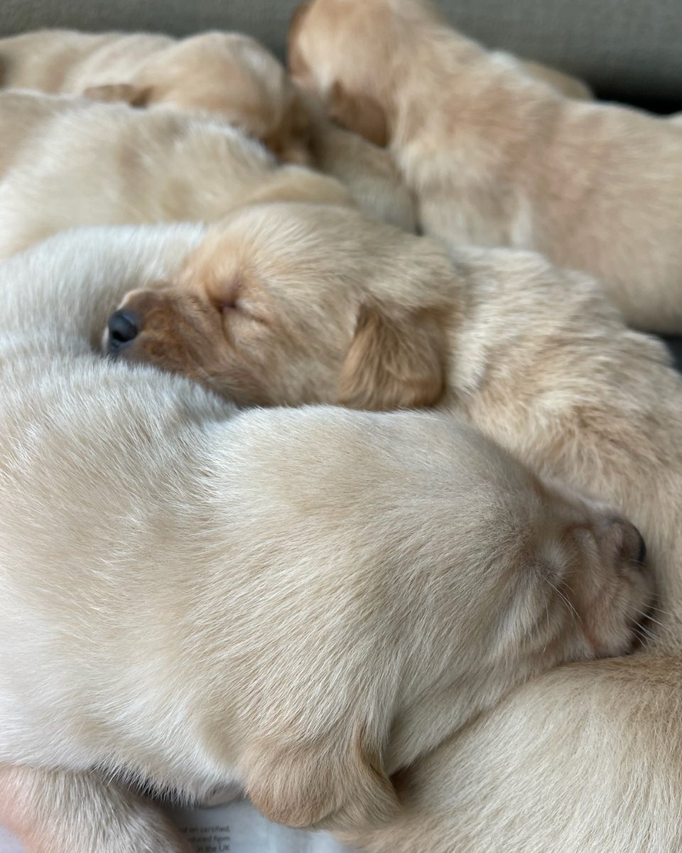 guidedogs's tweet image. Do not disturb, snoozing in progress! 😴 

Don&apos;t forget to tag us in your sleepy puppy pics 💤 

[VD: see alt text]

#GuideDogs #GuideDogsUk #SnoozySunday