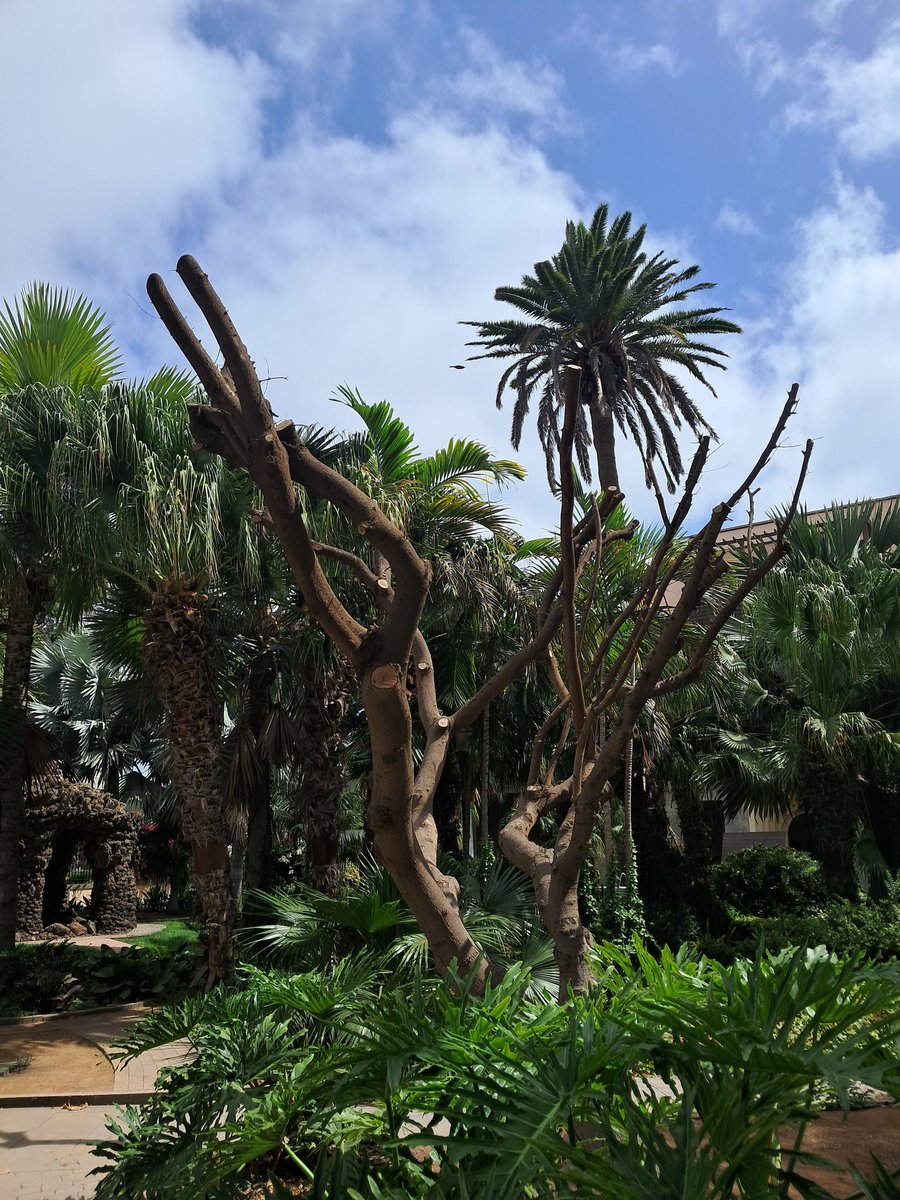 StopArboricidio's tweet photo. ¿Y este desmoche "al cero" en pleno mes de Agosto en el Parque Doramas?

Supongo que estará enfermo, pero sería bueno que informaran de estas acciones con un QR en el árbol!
@jardinesLPGC @gemmartinezsol

#StopPodasSalvajes https://t.co/Seui248274