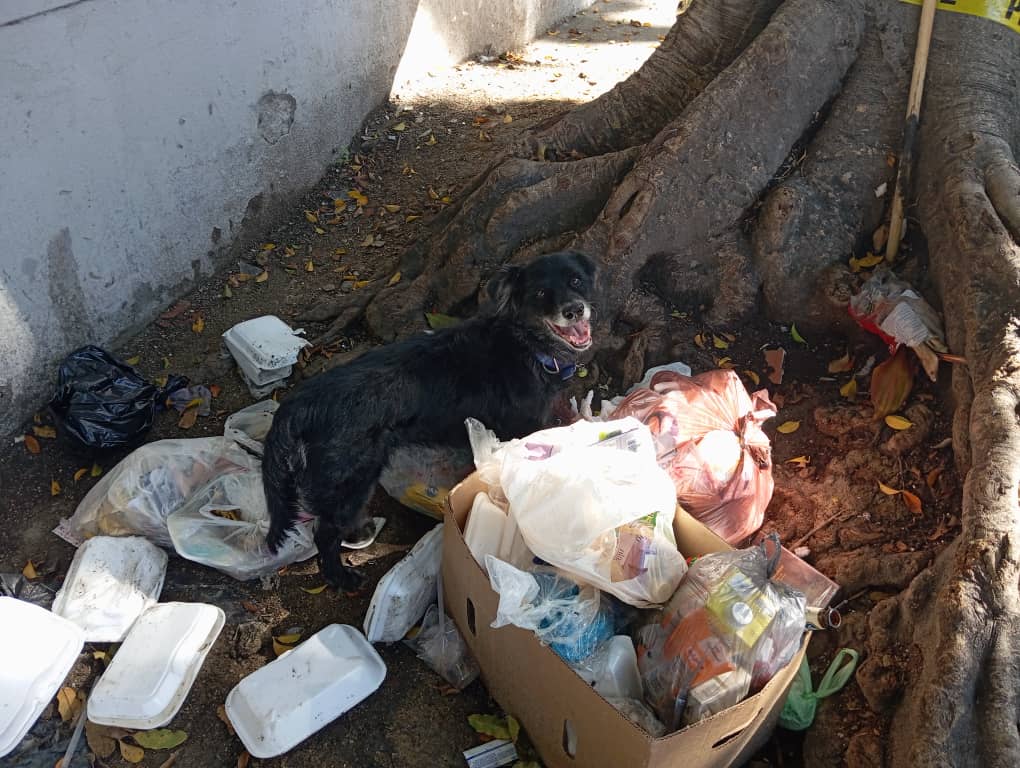 PerroUsuario Wof '•' (@perrousuario) on Twitter photo Reporta <a href="/MMaru93/">Maria E Malpica</a>: 🆘 Nos reportan este caso Perro perdido avda Madrid de la California Norte. Es negrito collar morado. Está comiendo de la basura. Por favor ayudar a difundir para q pueda llevar la información a sus dueños. <a href="/CRLaCaliforniaN/">Centro Residencial La California Norte</a> <a href="/LaCaliforniaSi/">California Norte</a> #lacalifornianorte Reporta <a href="/MMaru93/">Maria E Malpica</a>: 🆘 Nos reportan este caso Perro perdido avda Madrid de la California Norte. Es negrito collar morado. Está comiendo de la basura. Por favor ayudar a difundir para q pueda llevar la información a sus dueños. <a href="/CRLaCaliforniaN/">Centro Residencial La California Norte</a> <a href="/LaCaliforniaSi/">California Norte</a> #lacalifornianorte