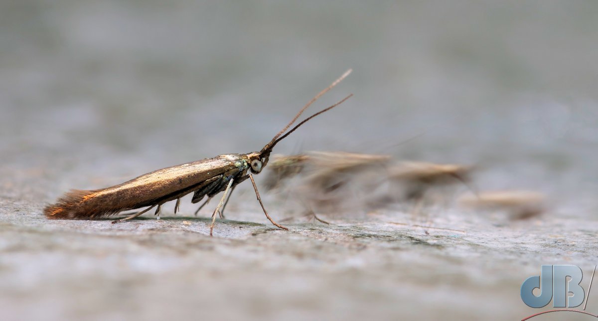 sciencebase's tweet photo. Focus stacking fail
#macro #microMoth #coleophora https://t.co/kmSpqjMUET