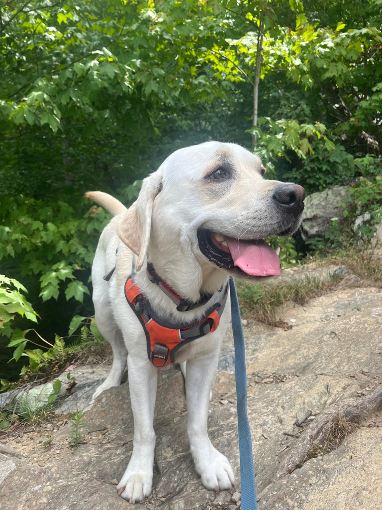 Pant_and_Wag's tweet image. Bailey the English Labrador is one energetic pup! 🐶🏃‍♂️ 

#dcdogs #georgetowndogs #dogsofgeorgetown #georgetowndc #pantandwag #lab #labrador #yellowlab#englishlab #caninefitness #dogadventures #englishlabrador