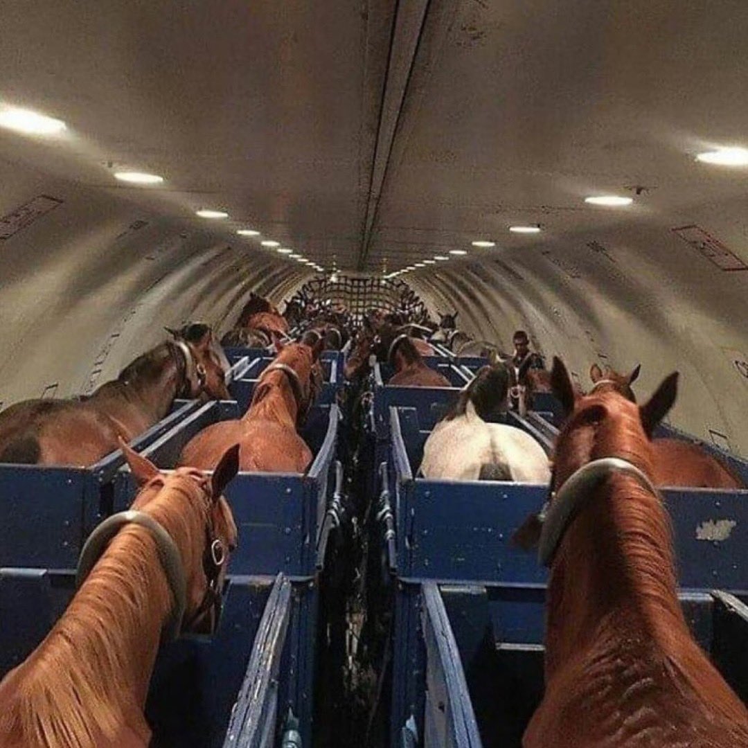 The plane that carries horses for equestrian events at the Olympics is called the Air Horse One. That’s right. AIR HORSE ONE. 

Bravo 👏🏼😂