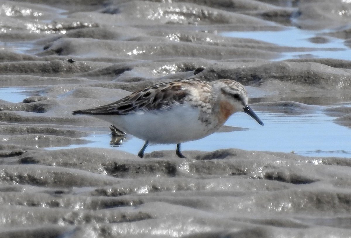 David Fox tweet media