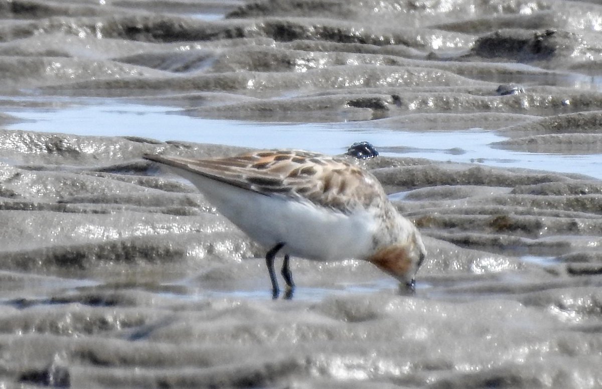 David Fox tweet media