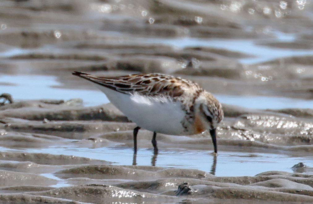 David Fox tweet media