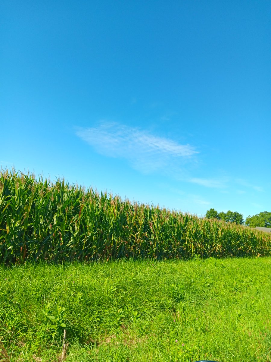 Mybears2's tweet image. Welcome to my world #cornfields #beanfields at third peak #blueskyandsunshine 🌞💙