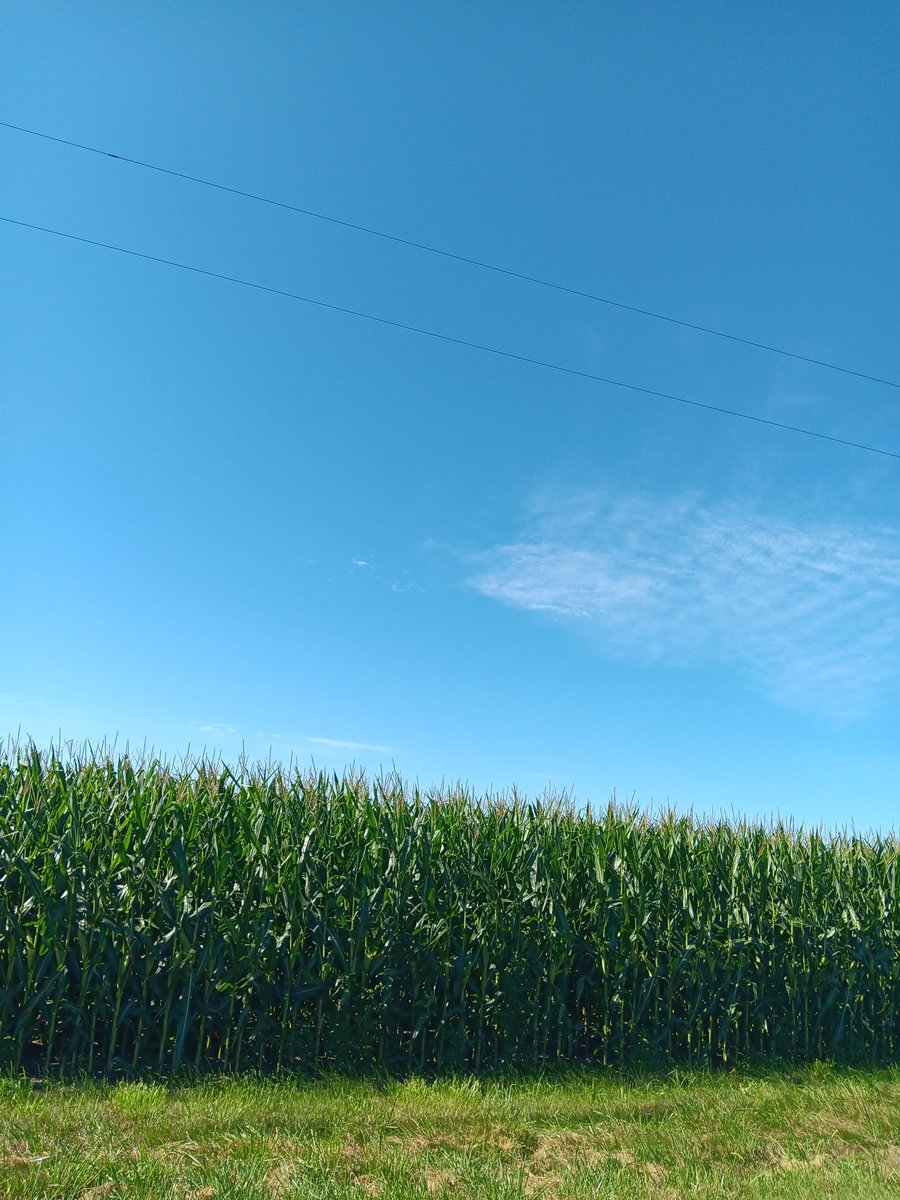 Mybears2's tweet image. Welcome to my world #cornfields #beanfields at third peak #blueskyandsunshine 🌞💙