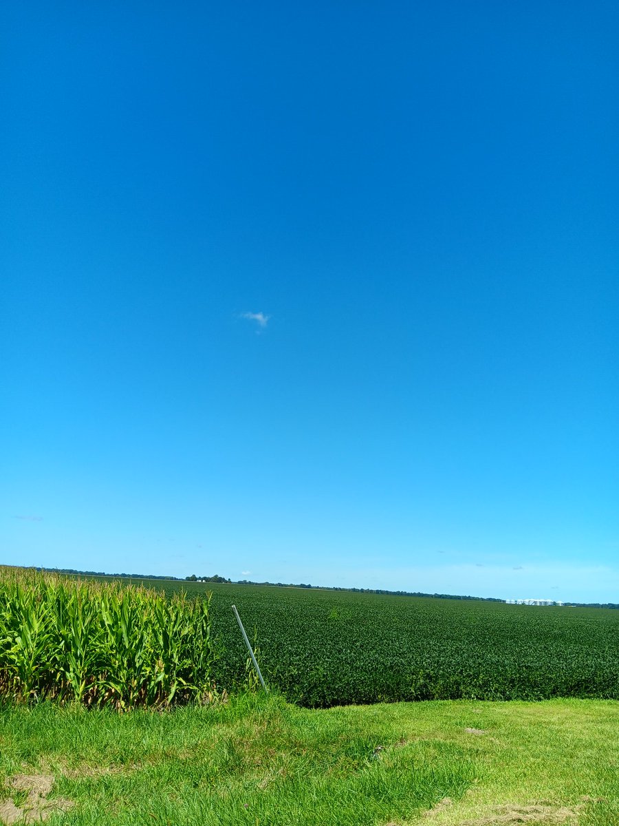 Mybears2's tweet image. Welcome to my world #cornfields #beanfields at third peak #blueskyandsunshine 🌞💙