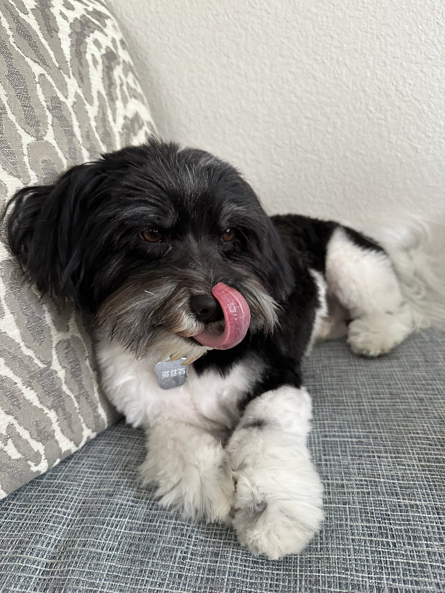 My Havy after getting groomed yesterday!