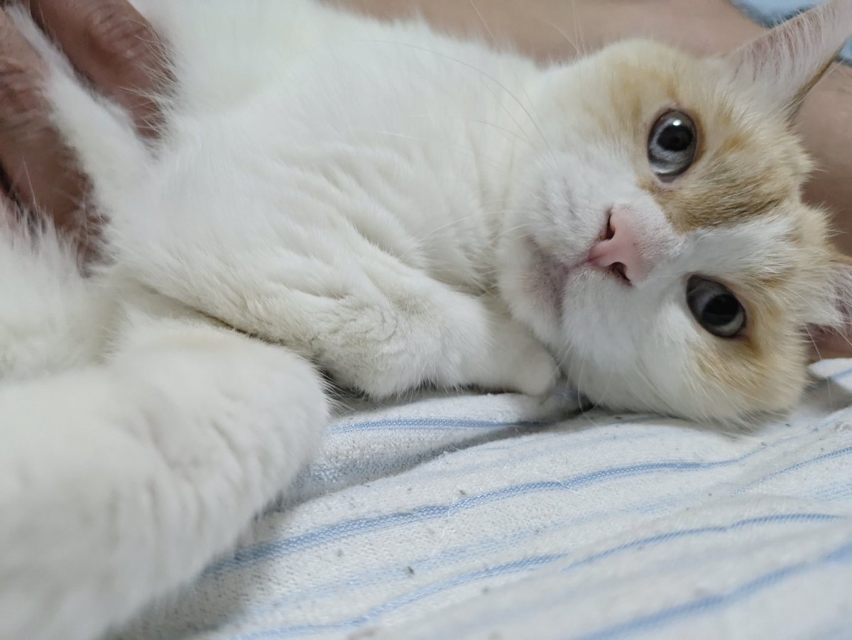 mokecute's tweet photo. お腹のマッサージを受けて満足そうなゆみすけ꜀(^｡  ̫｡^꜀  )꜆੭

#猫 #猫好きさんと繋がりたい #猫のいる生活  #cat #かわいい https://t.co/oh3eQ3TBTR