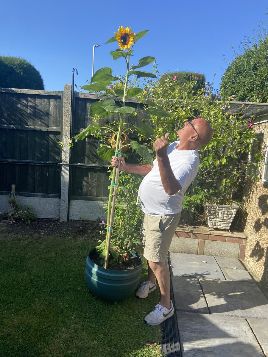 AgerKelly's tweet photo. Thank you for my sunflower @EngaynePrimary - look how it has grown. It takes pride of place in my garden. H - Blyth Walk https://t.co/jSJguSVDty