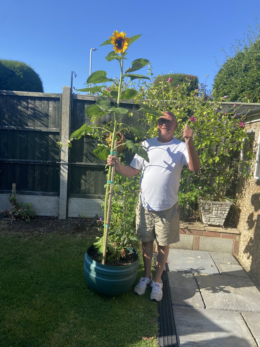 AgerKelly's tweet photo. Thank you for my sunflower @EngaynePrimary - look how it has grown. It takes pride of place in my garden. H - Blyth Walk https://t.co/jSJguSVDty