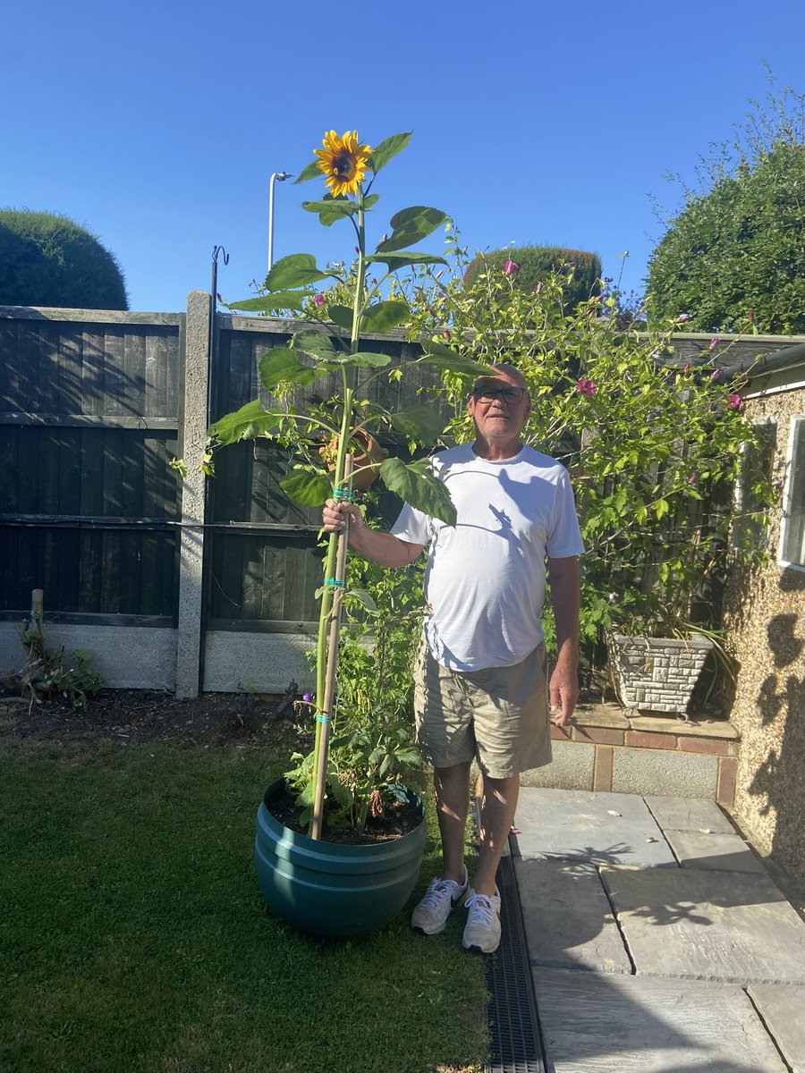 AgerKelly's tweet photo. Thank you for my sunflower @EngaynePrimary - look how it has grown. It takes pride of place in my garden. H - Blyth Walk https://t.co/jSJguSVDty