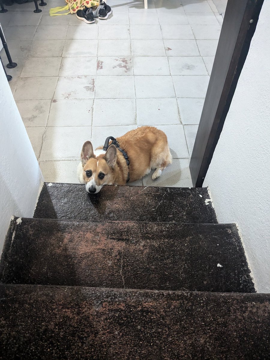 San Miguel de Allende's Unofficial Corgi Mayor tweet media