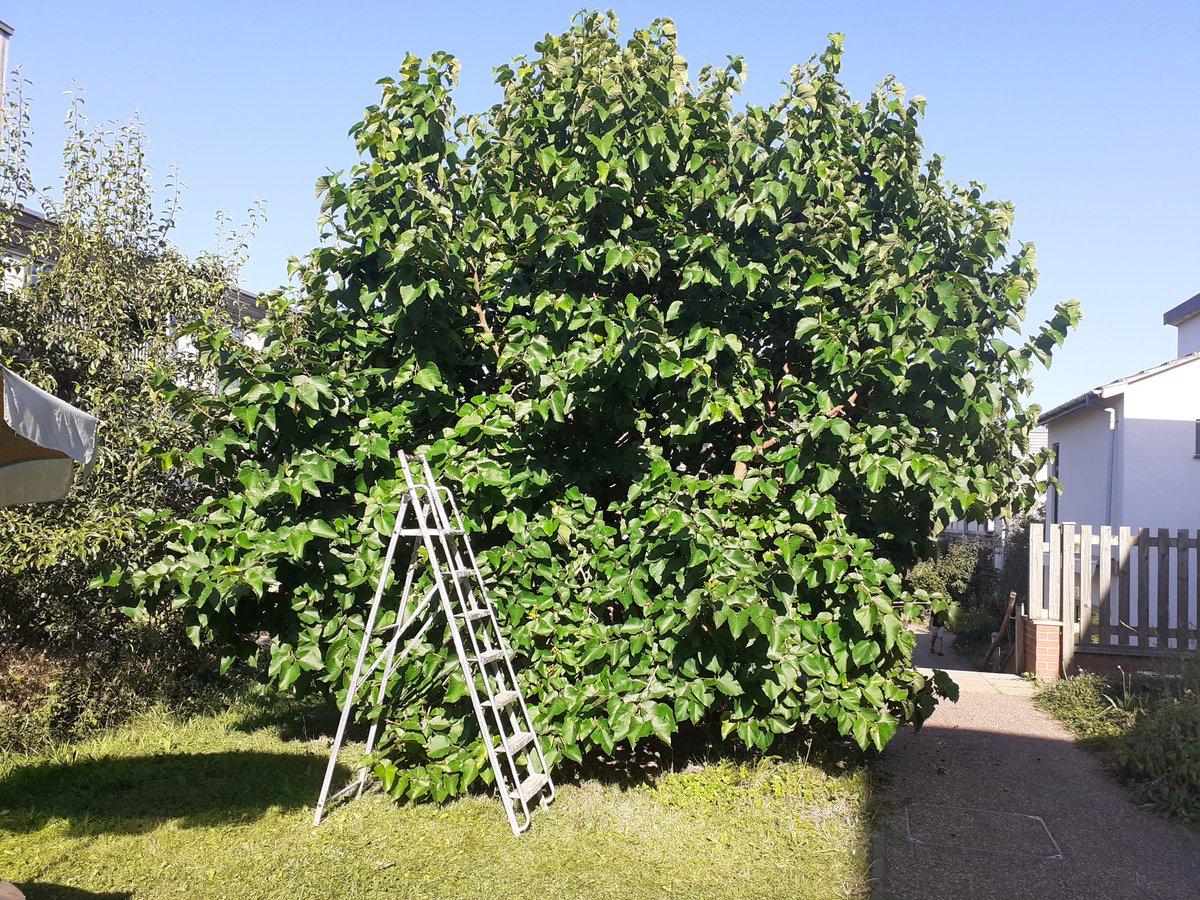 Fruit Works (@fruitworkscoop) on Twitter photo It's peak mulberry season. This beauty was planted 10 years ago at <a href="/lilacleeds/">lilacleeds</a>. They are really juicy and bleed all over the hands. It's peak mulberry season. This beauty was planted 10 years ago at <a href="/lilacleeds/">lilacleeds</a>. They are really juicy and bleed all over the hands.