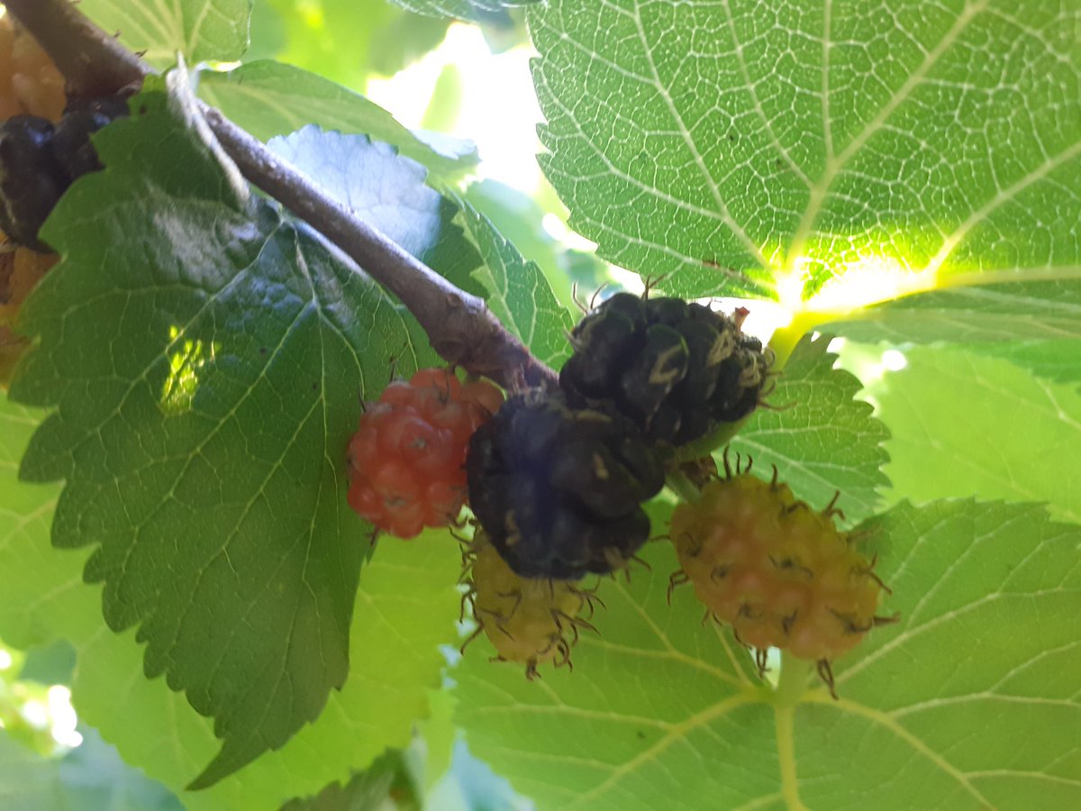 Fruit Works tweet media