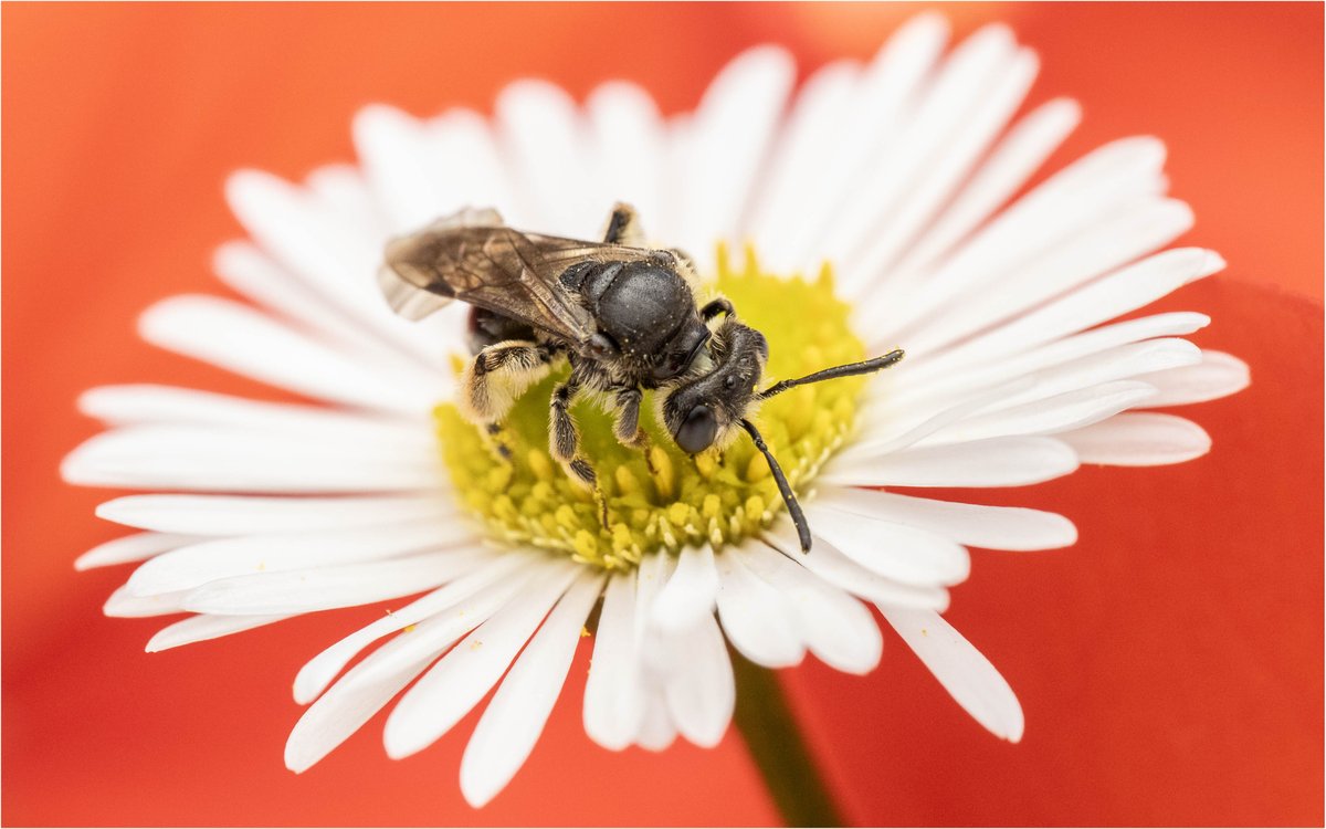 Tonydotlufc's tweet image. Can anyone give me an Identification on this please #beeidentification