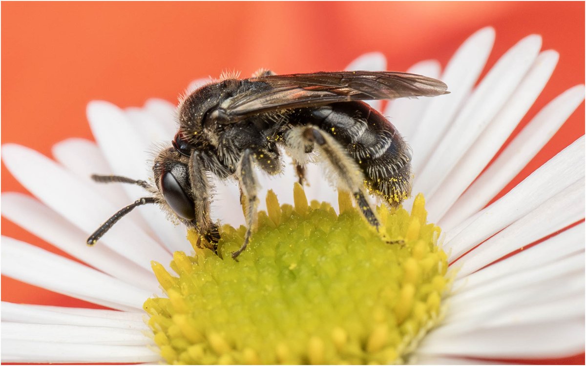 Tonydotlufc's tweet image. Can anyone give me an Identification on this please #beeidentification