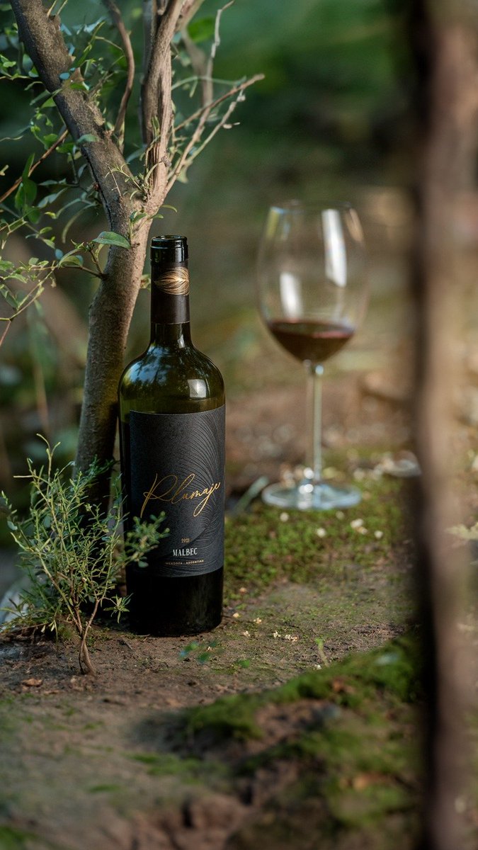 GamecockCrypto's tweet photo. Wondering if the hype about Plumaje is real? 
 It's 💯 one of the best wines i have ever tasted.
A premium Malbec.

We had a bottle for dinner then polished off a 2nd one just because 😂

Check out the @NoncoDucks and buy a discounted case today.
Guarantee you won't regret it! https://t.co/cOtnKfelix