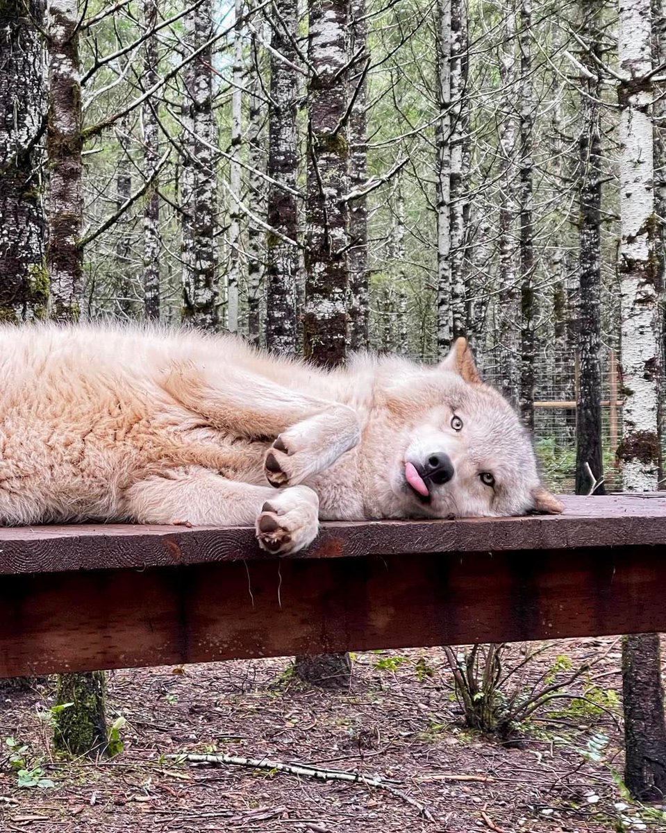 Emergency Wolf tweet media