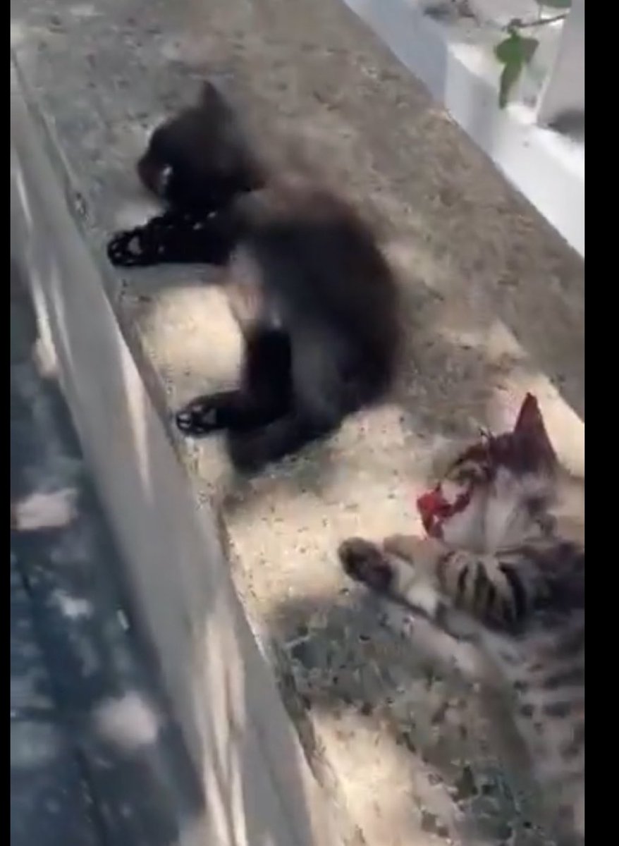 Fotoğrafına bakan bir adam sanacak ama 2 tane yavru kediyi kafasına sopa ile vura vura öldürebilecek kadar soğukkanlı psikopat bir katil kendileri. Belki beraber durakta  otobüs beklediğiniz, belki de  yanı başınızdaki masada çalışan birisi, tam da hayatımızın içinde.. Nasıl