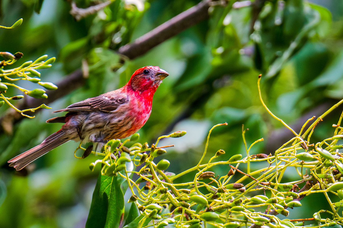 romeerizwan's tweet photo. Impressive colors of a house finch (Wellesley, MA) #birding #weekendbirding #nature #photography https://t.co/XDCmWPkDvB