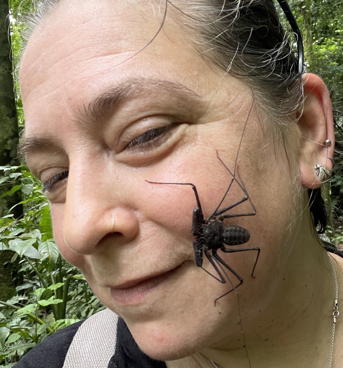 A tailless whip scorpion demonstrating that although it may look like it could inflict pain, it is in fact very docile and obviously, rather beautiful - the opposite of the other subject in the image😎👊😉

#FlySchool24 #Forest #Invertebrates
