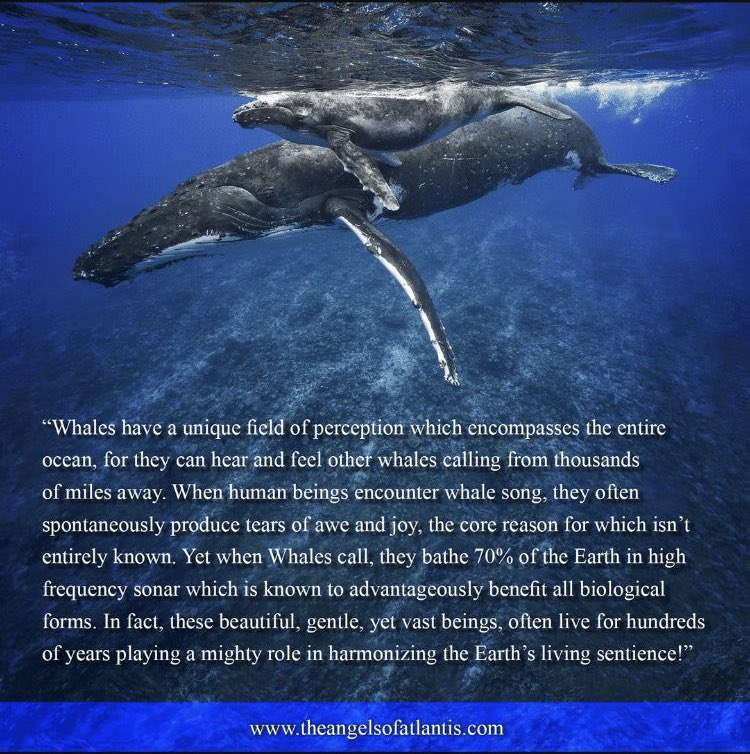 Whales 🐳 

#whales #ocean #frequency #vibration
#perception #hear #feel #whalesong #tearsofaweandjoy #amazingearth #sonar #biology