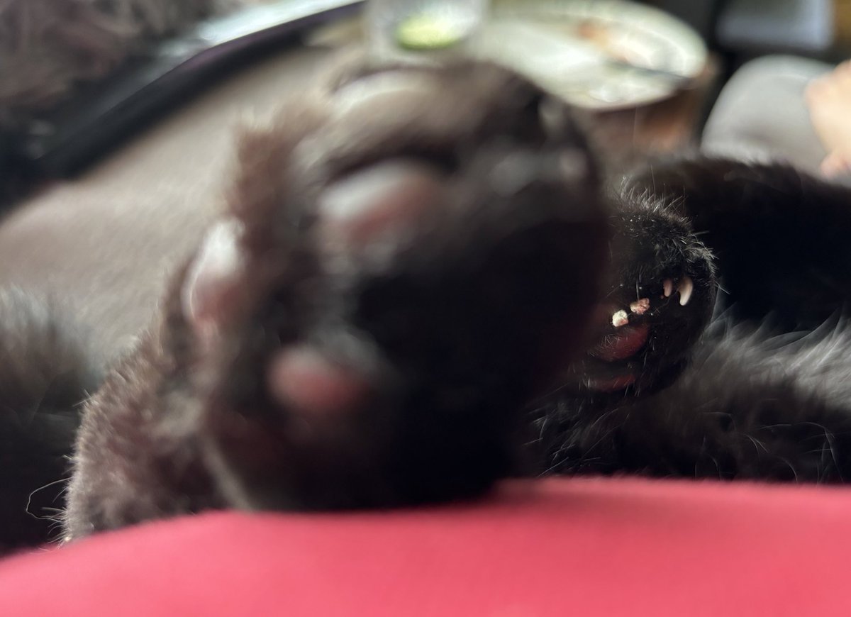 jaynerA4's tweet photo. Lazy Sunday https://t.co/97YQlqiDsg
