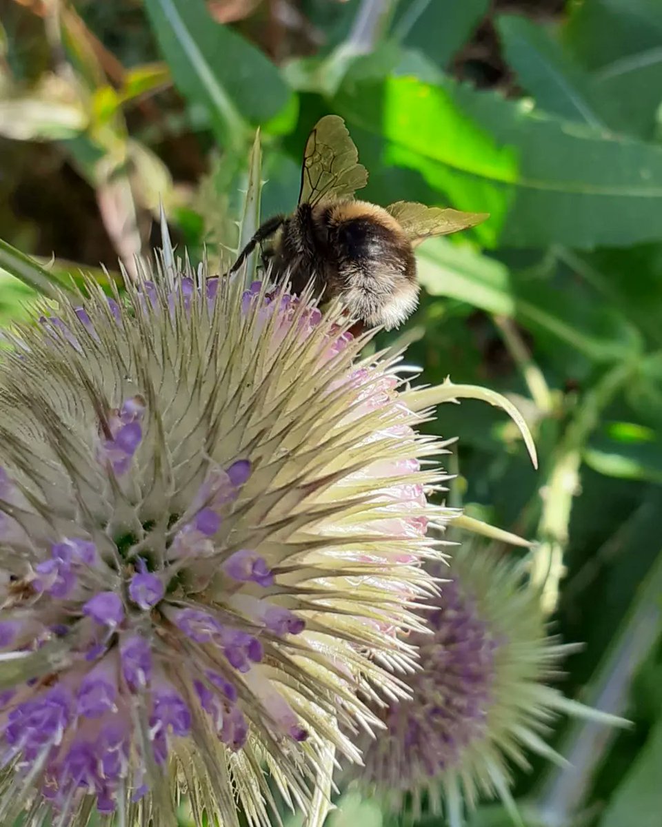 Just a white-tailed bumblebee, on a teasel. Made me happy. There's loads more of them (bumblebees and teasels) in my back garden. Love architectural plants, and pollinators.