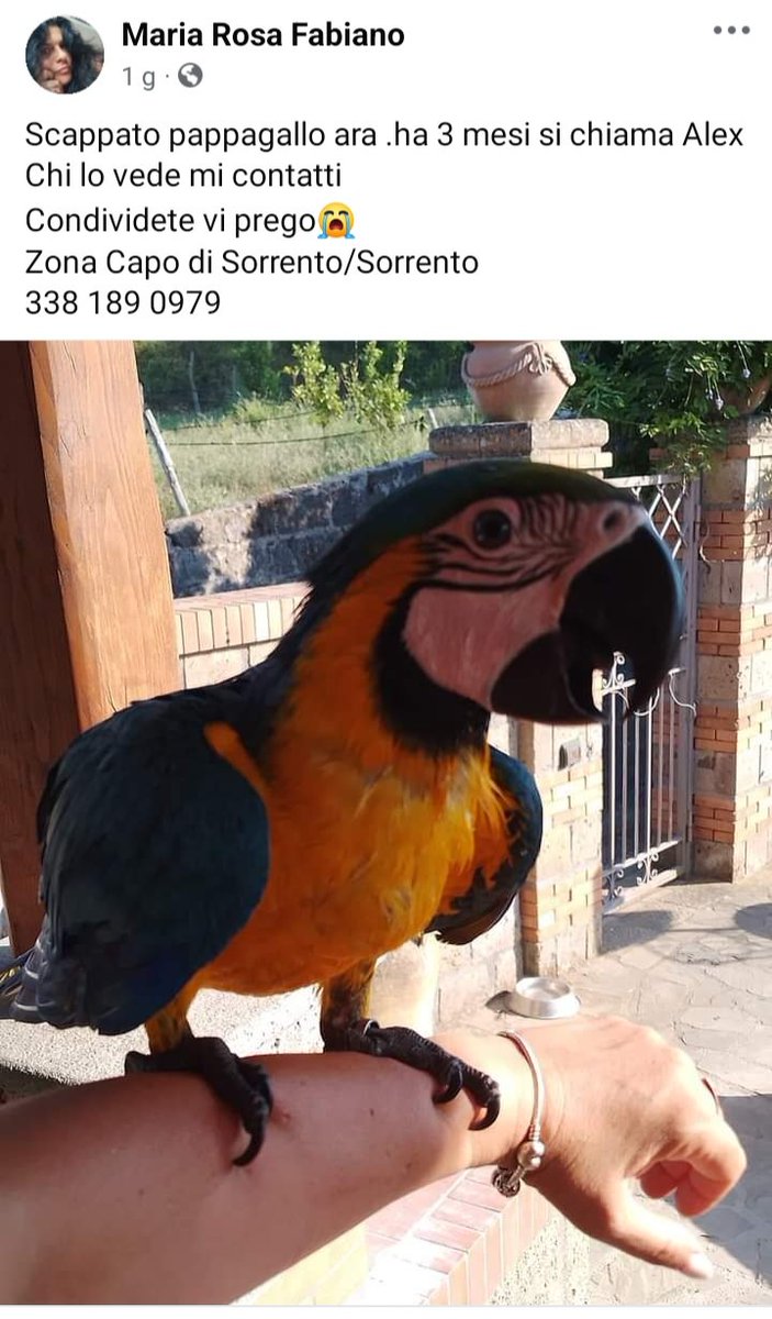 zampa_qua's tweet photo. https://t.co/S0JYcjDCga ATTENZIONE 🆘️🆘️🆘️🆘️🆘️🆘️🆘️☎️3381890979🦜 ALEX 3 mesi E SCAPPATO ZONA CAPO DI SORRENTO /SORRENTO #adotta #pappagallo #Smarrito #scappato 🙏🙏🙏😔 condividete https://t.co/uvah4ozmrE