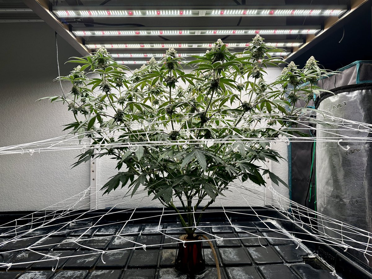 Thefukngoat's tweet photo. Solo cup flower day 35. Light fixture is 47” wide 😲 #growyourown #cannabis #marijuana #solocupchallenge https://t.co/nekyai8t0h
