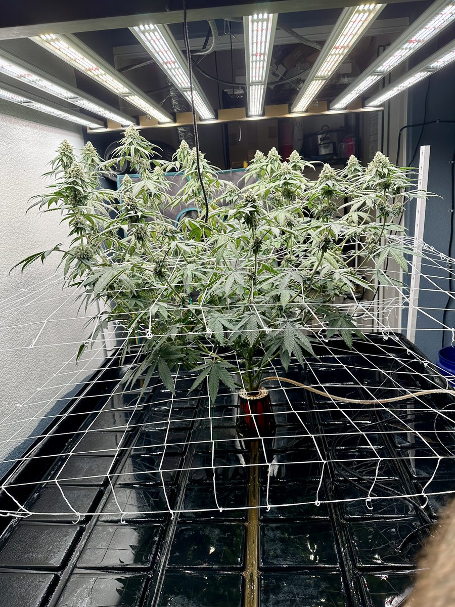 Thefukngoat's tweet photo. Solo cup flower day 35. Light fixture is 47” wide 😲 #growyourown #cannabis #marijuana #solocupchallenge https://t.co/nekyai8t0h
