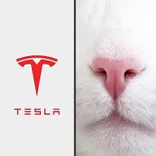 teslacat_dinger's tweet photo. Trading with the speed of a Tesla and the stealth of a cat

https://t.co/uPPqToAf7b

#TESLACAT #DINGER #SOLANA #MEMECOIN #X1000 https://t.co/cHD7cA2GNk