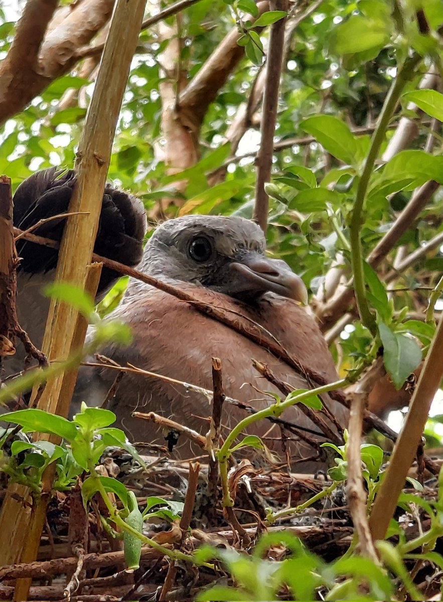 LastRolo tweet media