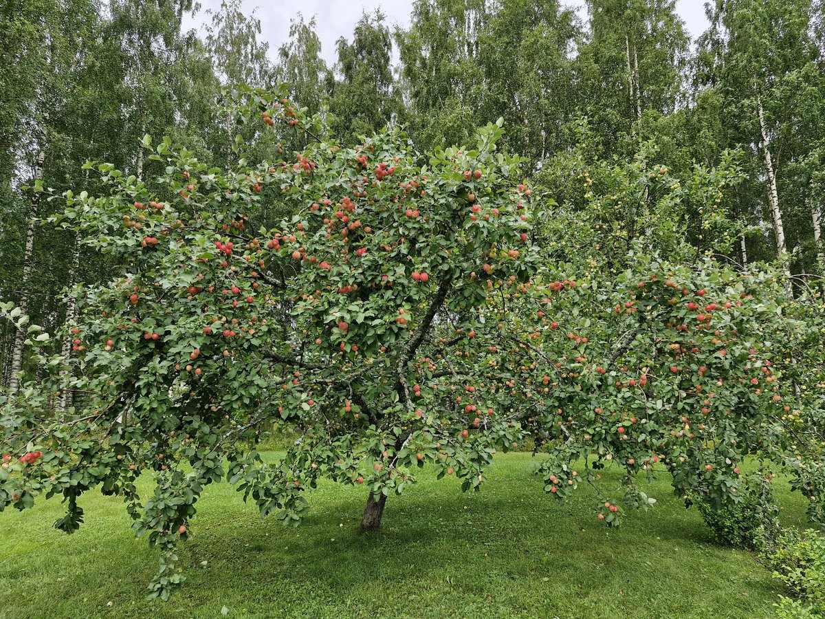 OSeppanen's tweet image. Kävin viikonloppuna tutustumassa tuotannon tilanteeseen kotitilalla. Runsas omenasato tulossa. 🍎🍏
