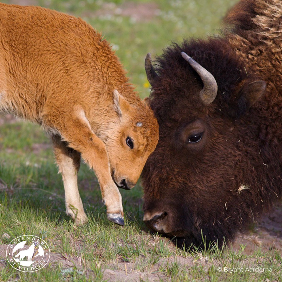 Defenders of Wildlife tweet media
