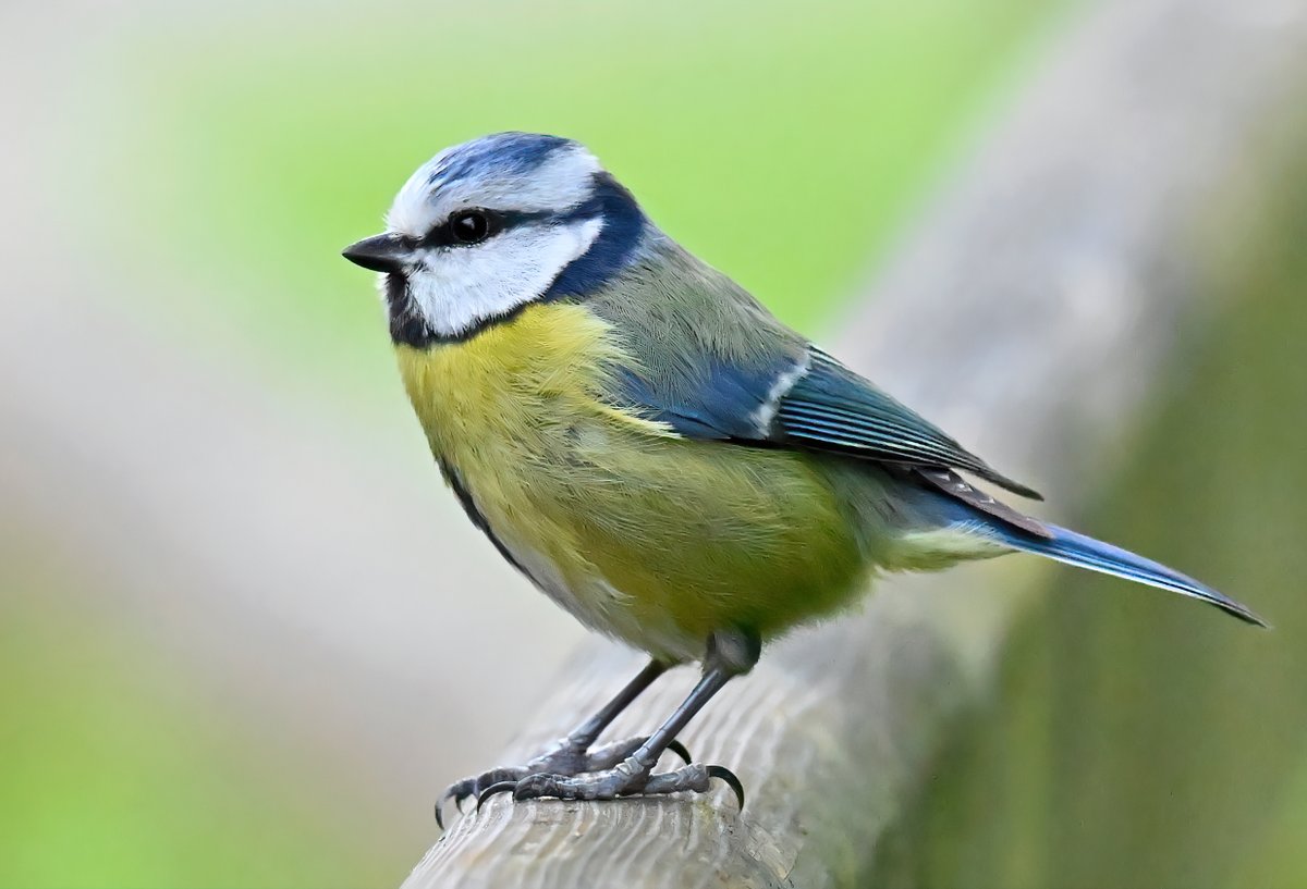 Blue Tit on a fence. 😍
 Taken a few weeks ago at RSPB Ham Wall in Somerset. 🐦