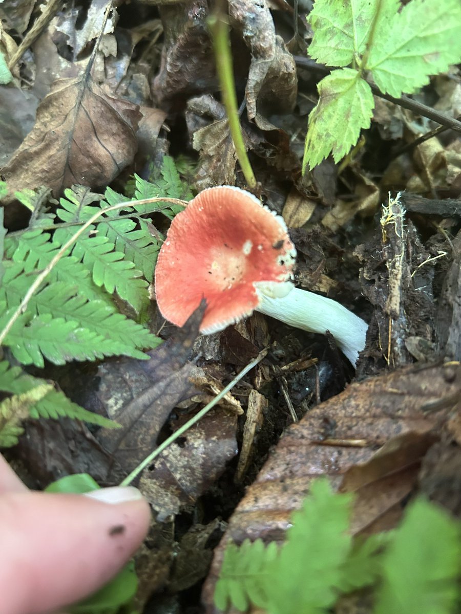 Essau1969's tweet image. #SundayFunday #Mushroom #Foray LFG!!!!!!!!!!!!!! 🍄