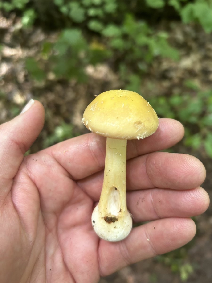 Essau1969's tweet image. #SundayFunday #Mushroom #Foray LFG!!!!!!!!!!!!!! 🍄