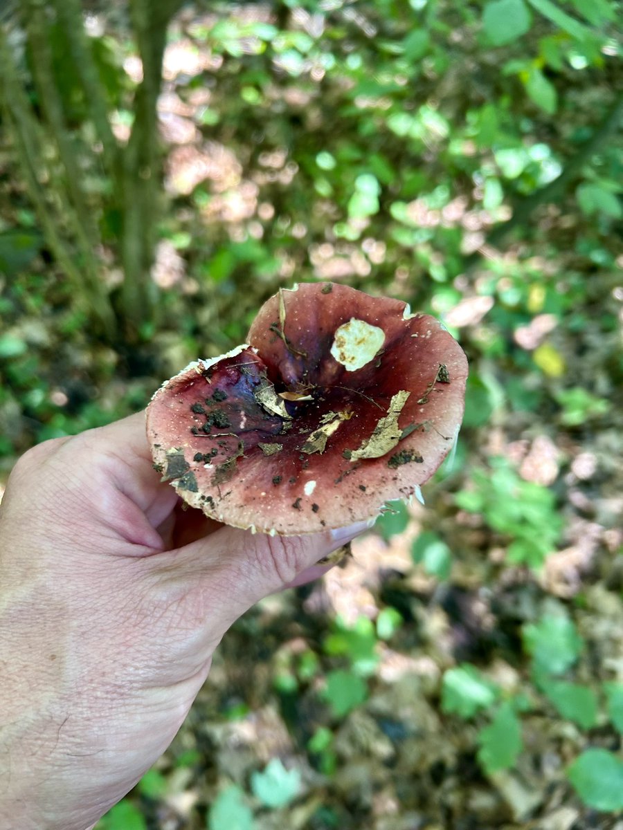 Essau1969's tweet image. #SundayFunday #Mushroom #Foray LFG!!!!!!!!!!!!!! 🍄