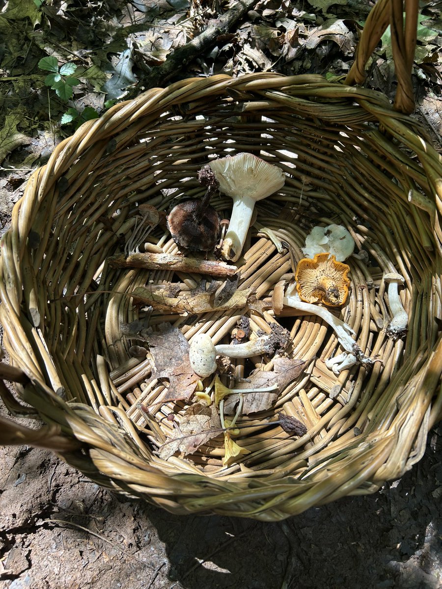 Essau1969's tweet image. #SundayFunday #Mushroom #Foray LFG!!!!!!!!!!!!!! 🍄